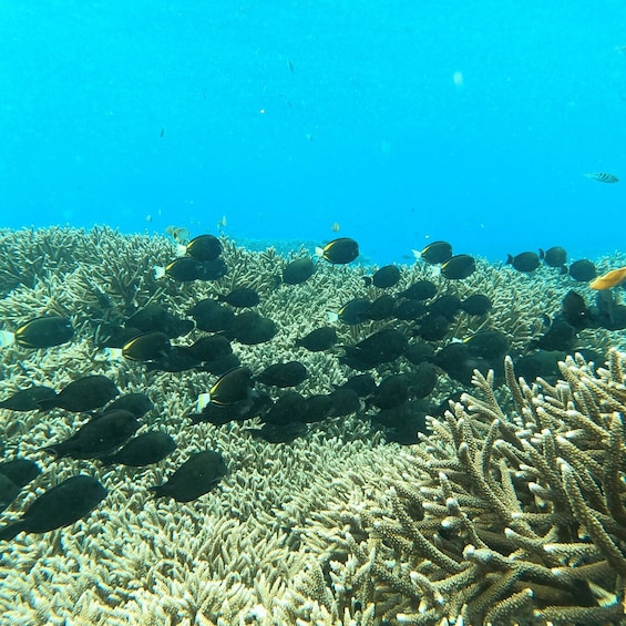 Picture 10 for Activity Sanur: Coastal Area Snorkeling Session
