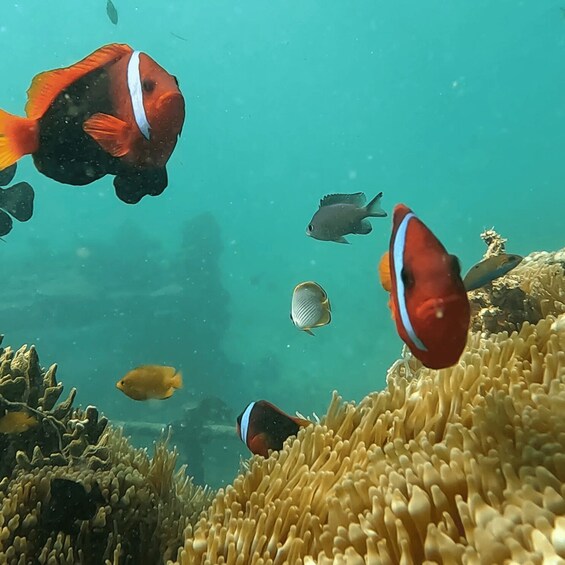 Picture 5 for Activity Sanur: Coastal Area Snorkeling Session