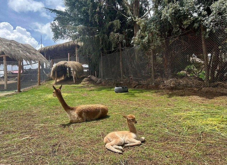 Picture 1 for Activity Cusco: Alpaca and Llama Farm Tour w/ Transfer & Weaving Demo