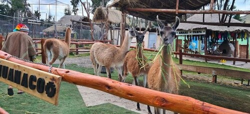 Cusco: Alpaca and Llama Farm Tour w/ Transfer & Weaving Demo