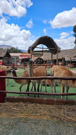 Picture 3 for Activity Cusco: Alpaca and Llama Farm Tour w/ Transfer & Weaving Demo