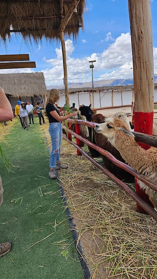 Picture 4 for Activity Cusco: Alpaca and Llama Farm Tour w/ Transfer & Weaving Demo