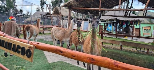 Cusco: Alpaca and Llama Farm Tour w/ Transfer & Weaving Demo