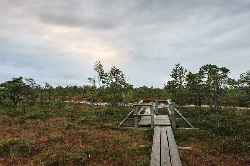 Picture 17 for Activity Kemeri National Park & Baltic Seaside Tour Bog Boardwalk