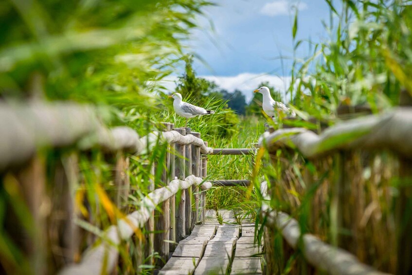 Picture 9 for Activity Kemeri National Park & Baltic Seaside Tour Bog Boardwalk