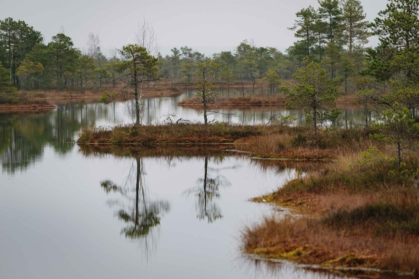 Picture 10 for Activity Kemeri National Park & Baltic Seaside Tour Bog Boardwalk