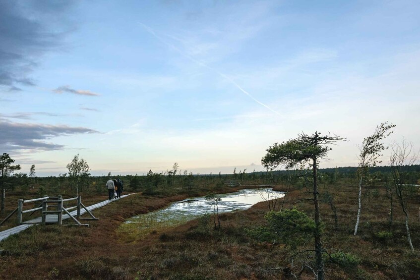 Picture 12 for Activity Kemeri National Park & Baltic Seaside Tour Bog Boardwalk