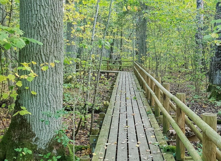 Picture 22 for Activity Kemeri National Park & Baltic Seaside Tour Bog Boardwalk