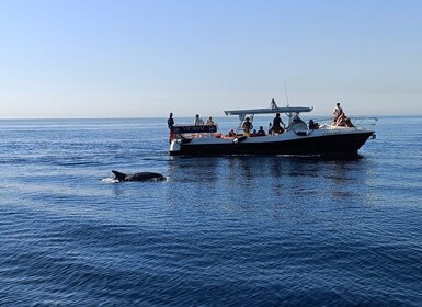 Fuengirola: fantástico recorrido en yate para observar delfines