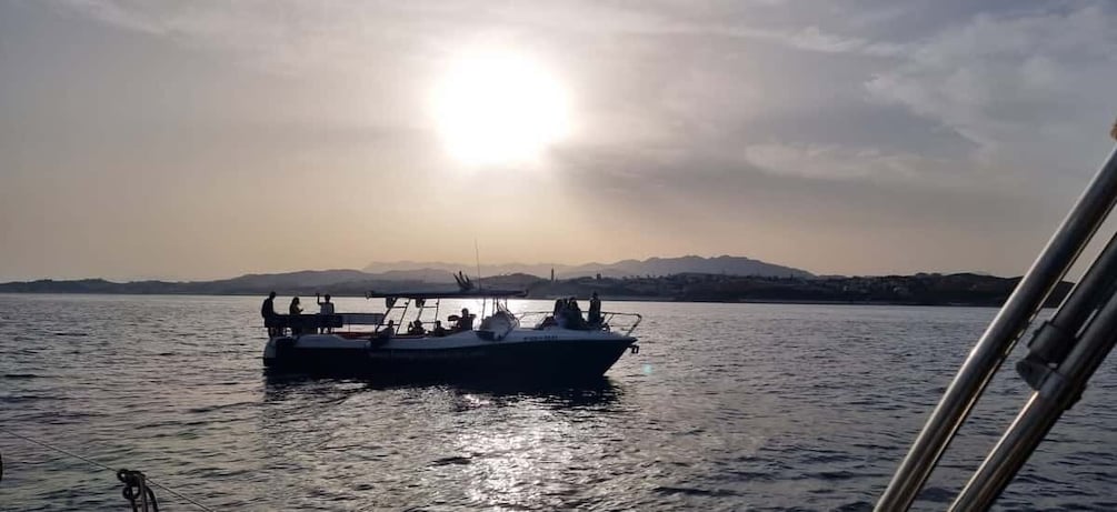 Picture 9 for Activity Fuengirola: Fantastic Dolphin Watching Yacht Tour