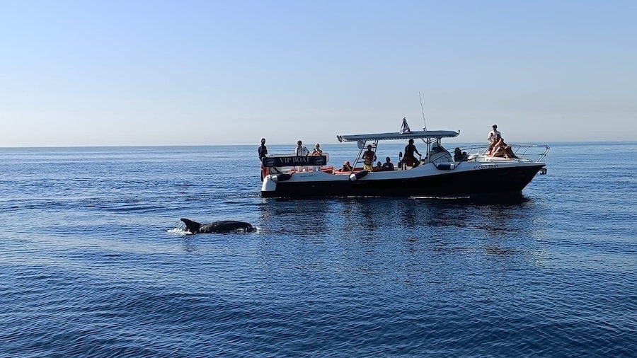 Fuengirola: Fantastic Dolphin Watching Yacht Tour