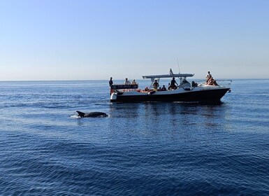 Fuengirola: Fantastic Dolphin Watching Yacht Tour with Drink