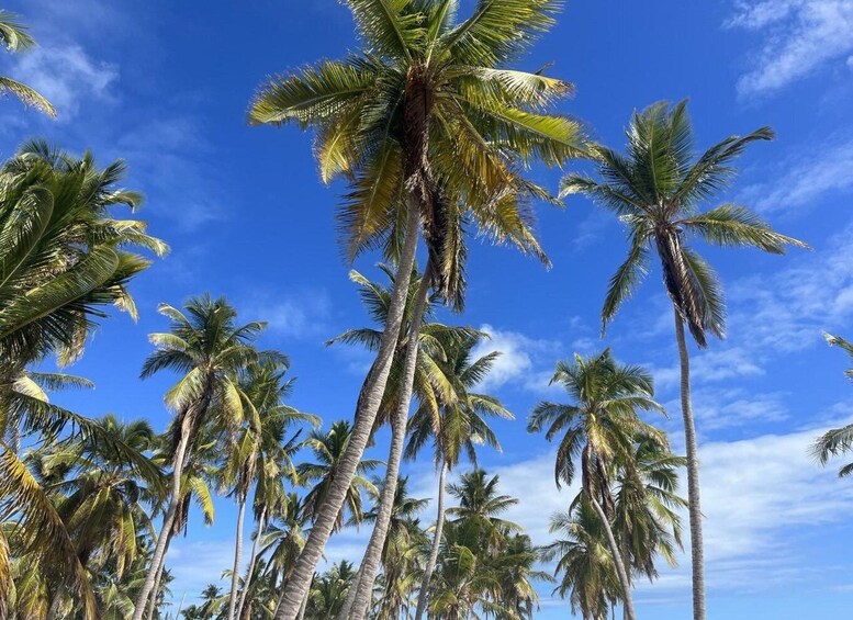 Picture 10 for Activity From La Romana: Saona Island for Aida Cruises Passengers