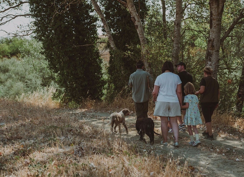 Picture 3 for Activity Tuscany: Volterra Truffle Hunting Experience