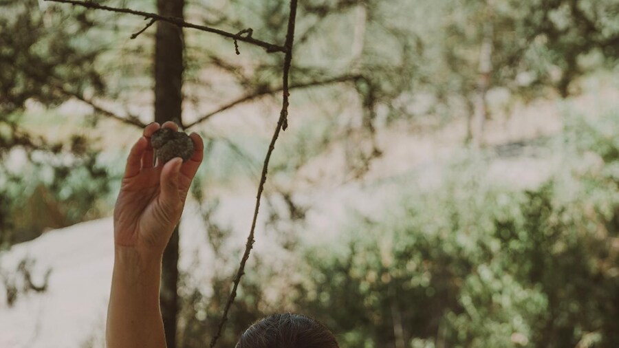 Tuscany: Volterra Truffle Hunting with Lunch or Dinner