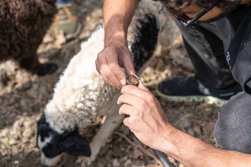 Picture 17 for Activity Tuscany: Volterra Truffle Hunting with Lunch or Dinner