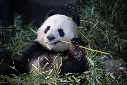 København: København Zoo Inngang Billett