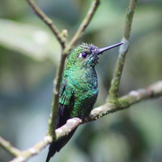 Picture 4 for Activity Poas volcano active crater, la Paz Waterfall & birdwatching