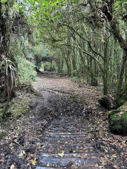 Picture 2 for Activity Poas volcano active crater, la Paz Waterfall & birdwatching