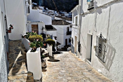 Depuis Séville : Visite des villages blancs
