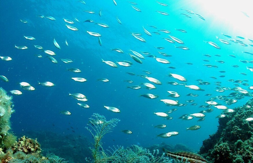 Picture 2 for Activity Scuba Diving - dive between Sculptures in the centre of fish