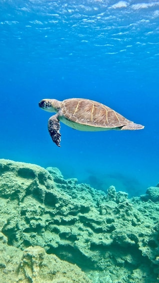Picture 10 for Activity Try Dive - Scuba Diving - private guided - with lot of fish