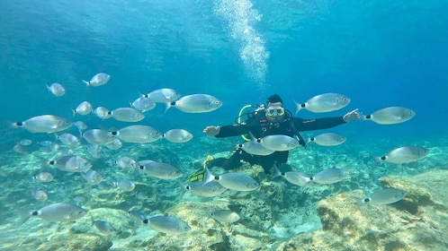 Try Dive - Scuba Diving - private guided - with lot of fish