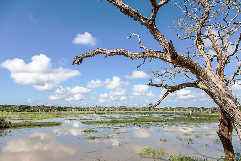 Picture 4 for Activity Galle/Mirissa: Yala & Udawalawe Safari Day Trip with Picnic