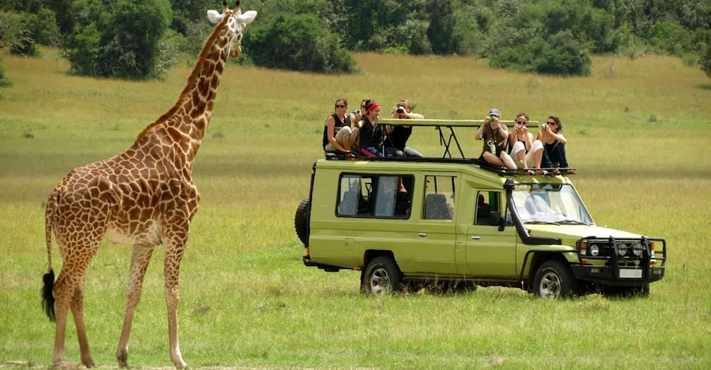 Picture 7 for Activity 7-Day Bush & Beach Wildlife Safari Package