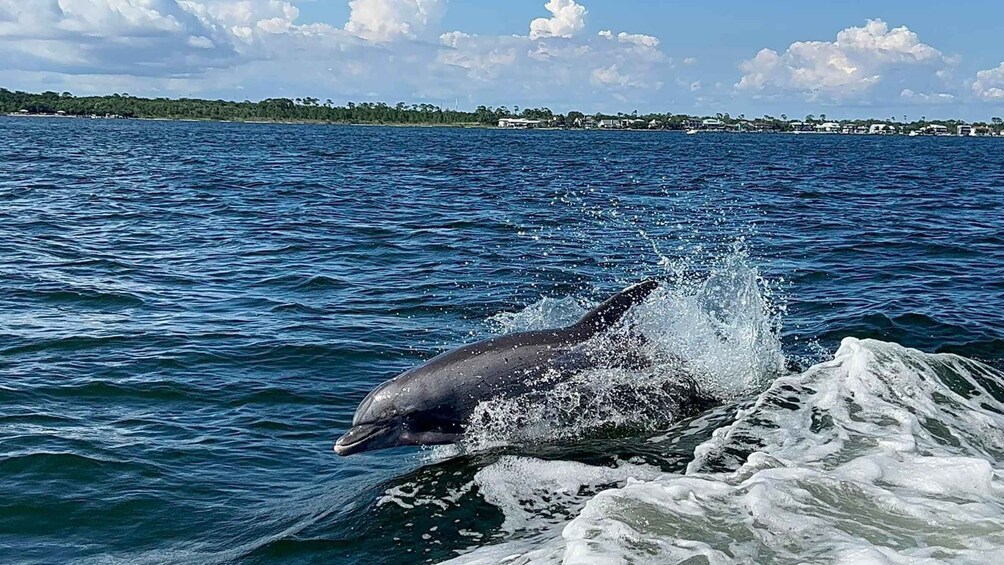 Picture 5 for Activity Private Dolphin Tour with Secluded Beach/Snorkel Stop