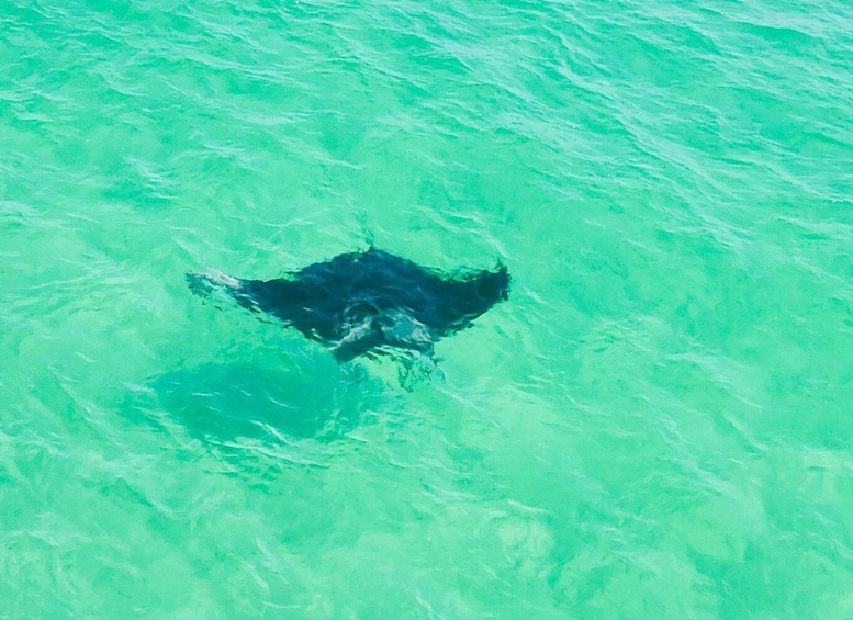 Picture 1 for Activity Private Dolphin Tour with Secluded Beach/Snorkel Stop