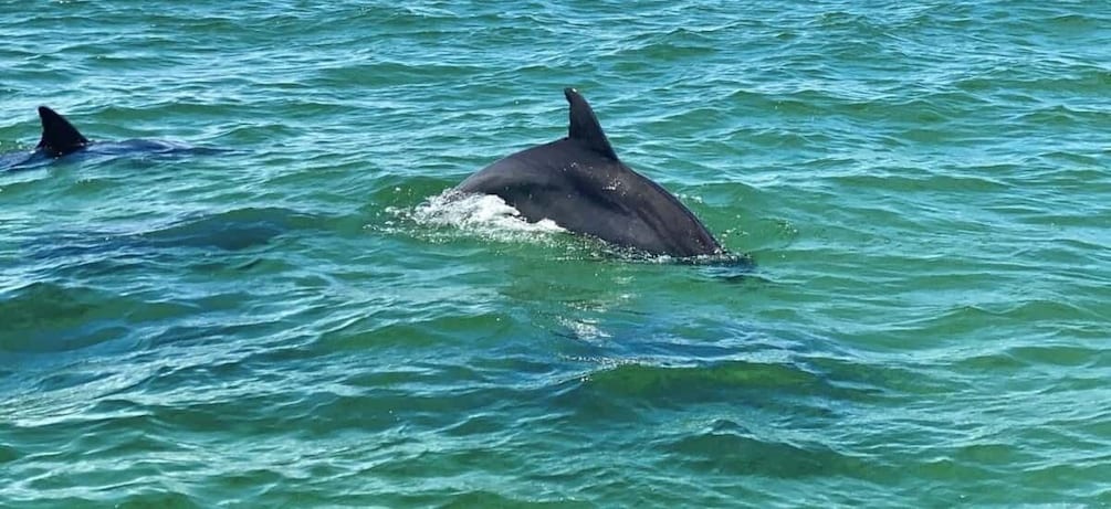 Picture 2 for Activity Private Dolphin Tour with Secluded Beach/Snorkel Stop