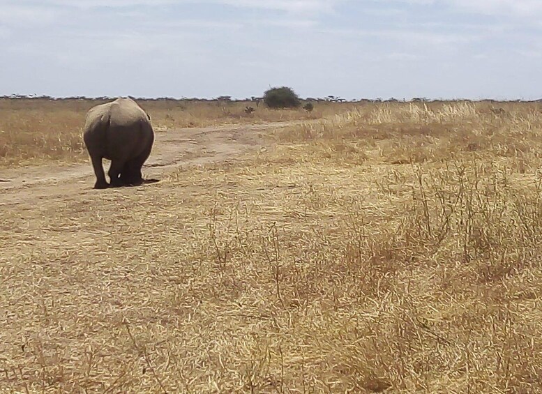 Picture 7 for Activity 9 Days Best Of Kenya Wildlife Luxury Safari with Flights