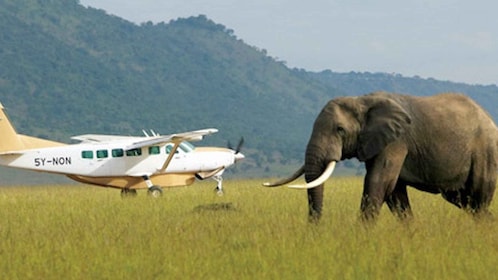 9 giorni di safari di lusso con il meglio della fauna selvatica del Kenya c...