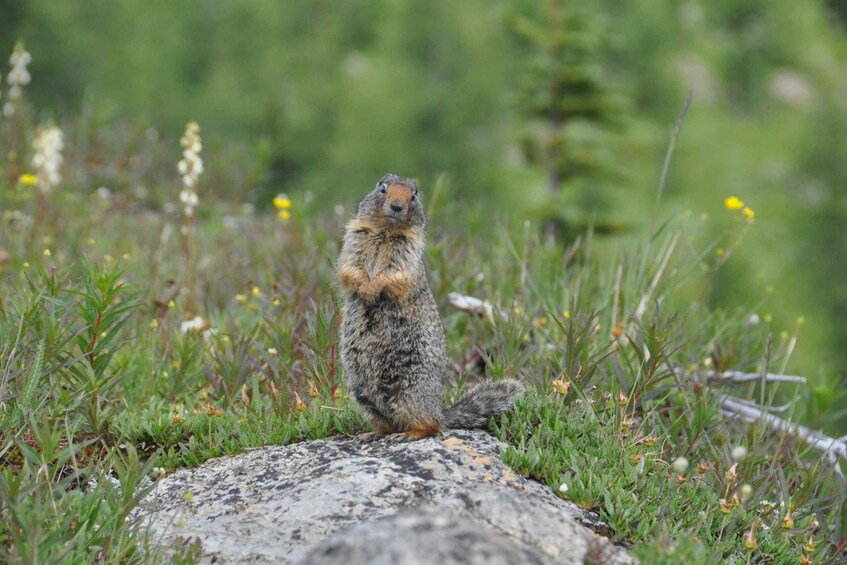 Picture 7 for Activity Skoki Lake Louise Daily Guided Hike in the Canadian Rockies