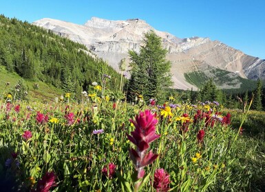 Skoki Lake Louise Daglig guidet fottur i de kanadiske Rocky Mountains