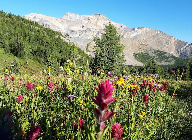 Skoki Lake Louise Daily Guided Hike in the Canadian Rockies