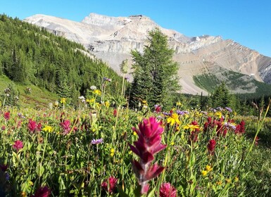 Skoki Lake Louise Daglig guidet vandretur i de canadiske Rockies