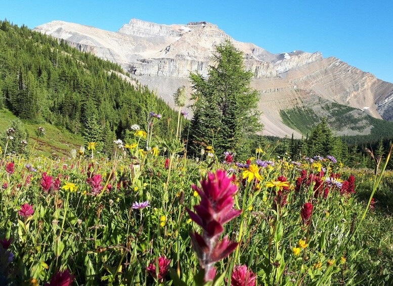 Skoki Lake Louise Daily Guided Hike in the Canadian Rockies