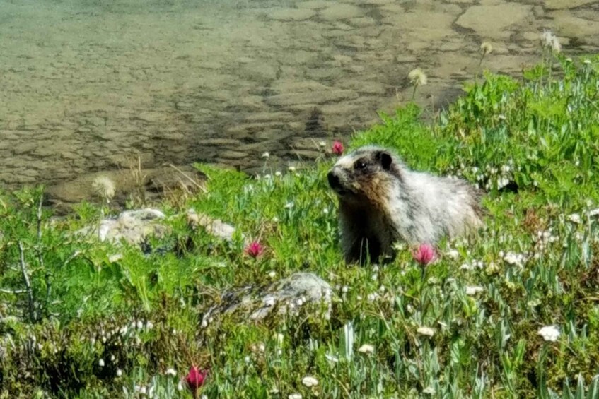 Picture 3 for Activity Skoki Lake Louise Daily Guided Hike in the Canadian Rockies