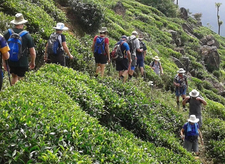 Picture 5 for Activity Sri Lanka Holidays with 5 Days trekking the pekoe trail