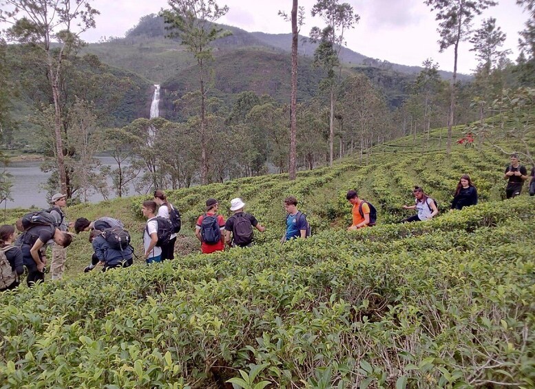 Picture 29 for Activity Sri Lanka Holidays with 5 Days trekking the pekoe trail