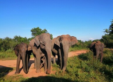 Sri Lanka-ferie med 5 dagers trekking på pekoe-stien