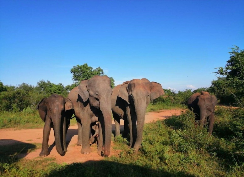 Sri Lanka Holidays with 5 Days trekking the pekoe trail