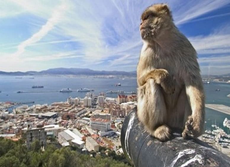Picture 3 for Activity Gibraltar: World War II and Fortress Highlights Tour