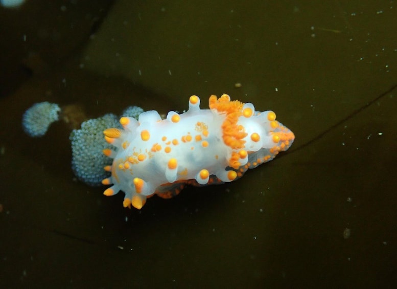 Picture 12 for Activity Cape Town: Great African Sea Forest Guided Snorkel