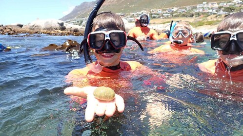 Cape Town: Great African Sea Forest Guided Snorkel