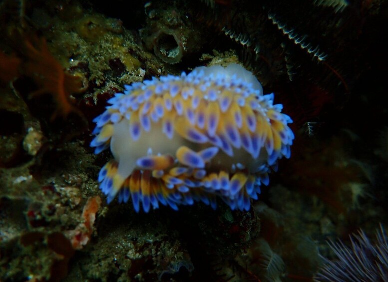 Picture 13 for Activity Cape Town: Great African Sea Forest Guided Snorkel