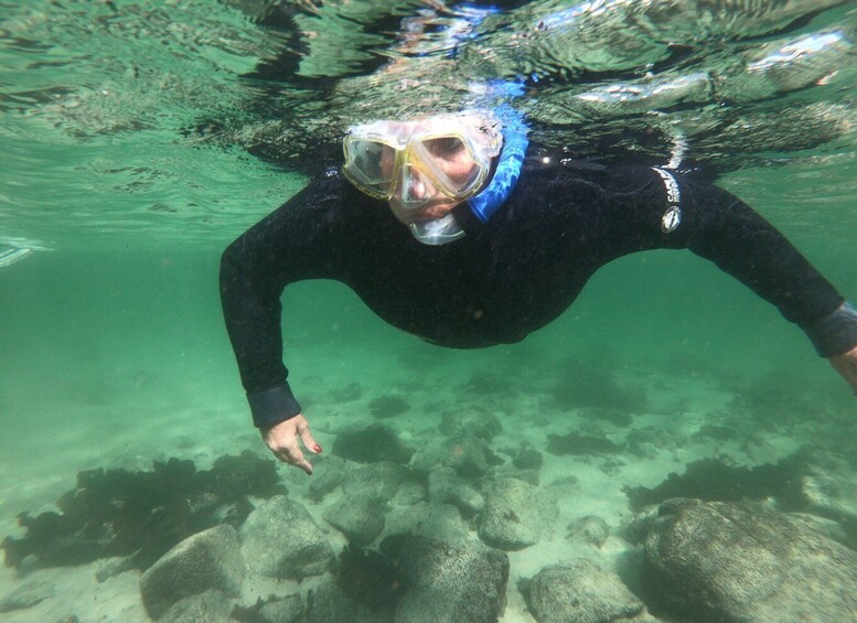 Picture 8 for Activity Cape Town: Great African Sea Forest Guided Snorkel