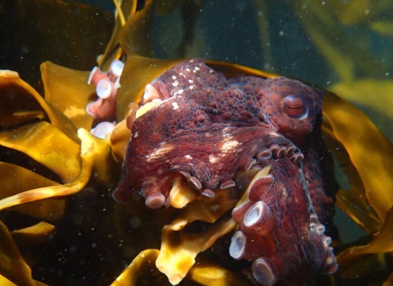 Picture 14 for Activity Cape Town: Great African Sea Forest Guided Snorkel